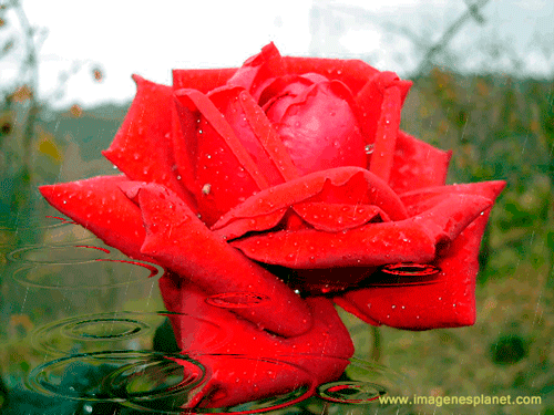 rosas-hermosas-animadas.gif