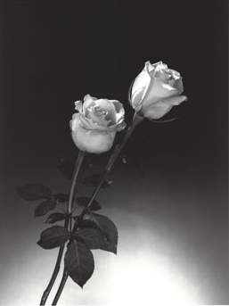 rosas.jpg