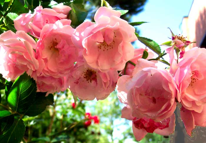 rosas.jpg