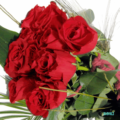 rosas-rojas-1.gif
