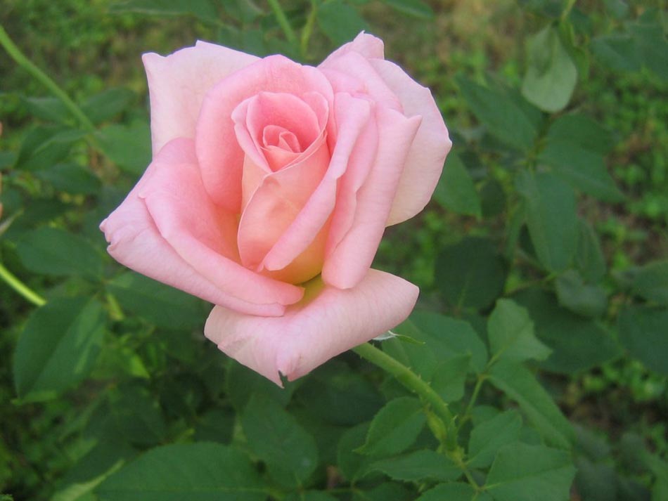 rosas-rosadas-rosas.jpg