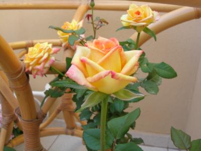 rosas-terraza.jpg