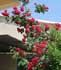 rosas-trepador.jpg
