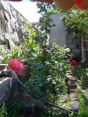 rosas1.jpg
