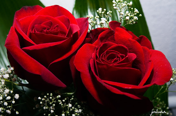 rosas2-2.jpg