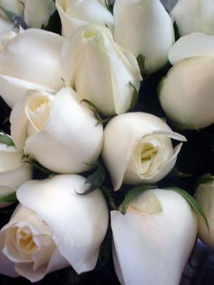 rosas_blancas1.jpg