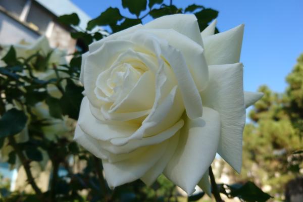 rosas_blancas_para_el_jardin_1344_5_600.jpg