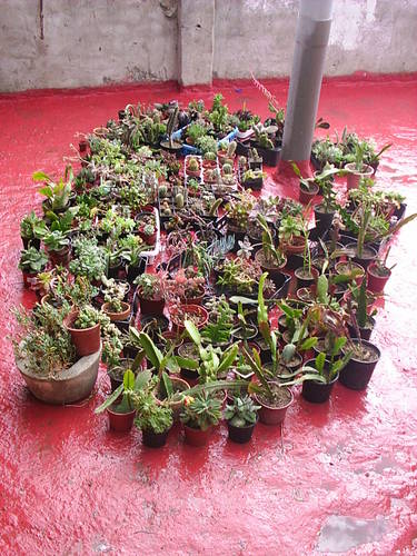 rosas_concurso_001.JPG