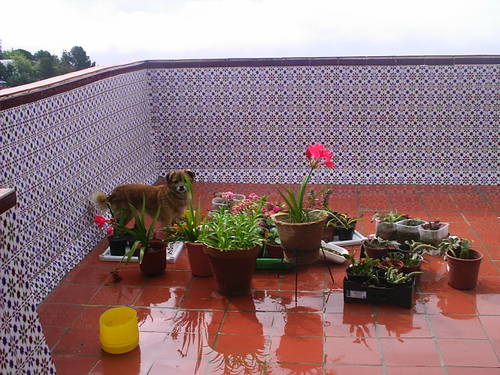 rosas_concurso_004.JPG