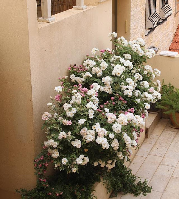 rosas_jardinera.jpg
