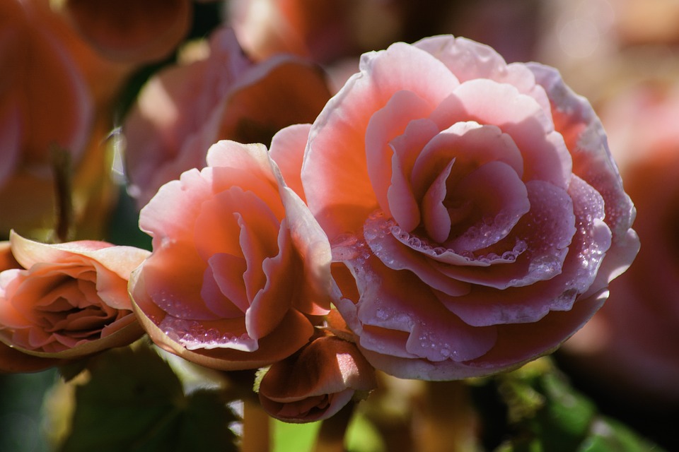 rose-3115752_960_720.jpg