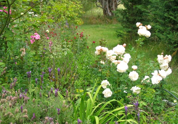 rose-english-garden.jpg