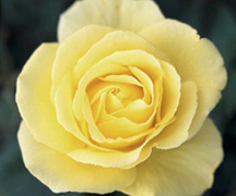 rose.jpg