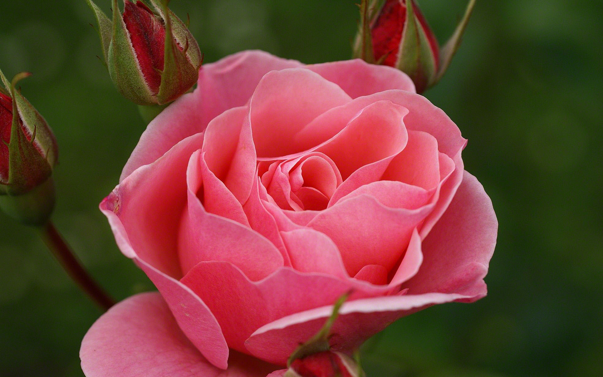 rose-wallpaper-red-03722.jpg