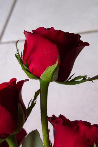 rose2.jpg
