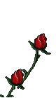 rose3.gif