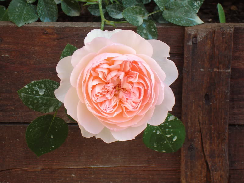ROSE67.jpg