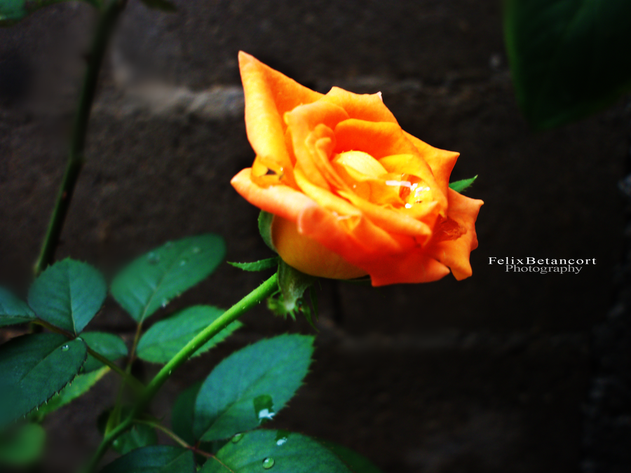 rose_by_felixbetancort-d3eo4q2.png