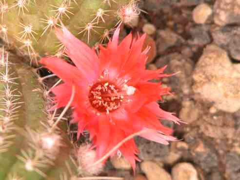 rose_corail.jpg