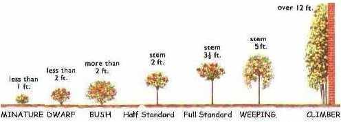 rose_height.jpg