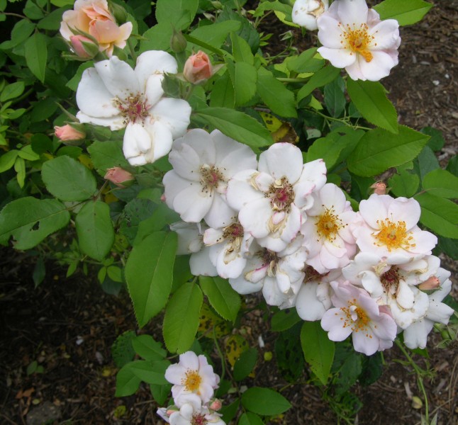 rose_multiflora.jpg