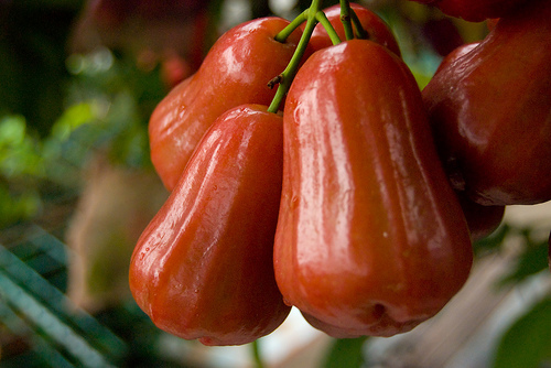 RoseAppleFlickrStrykerWatSPjpg.jpg