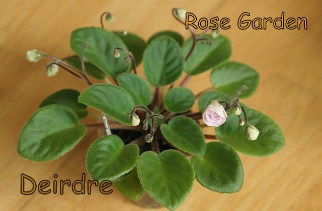 rosegarden01.jpg