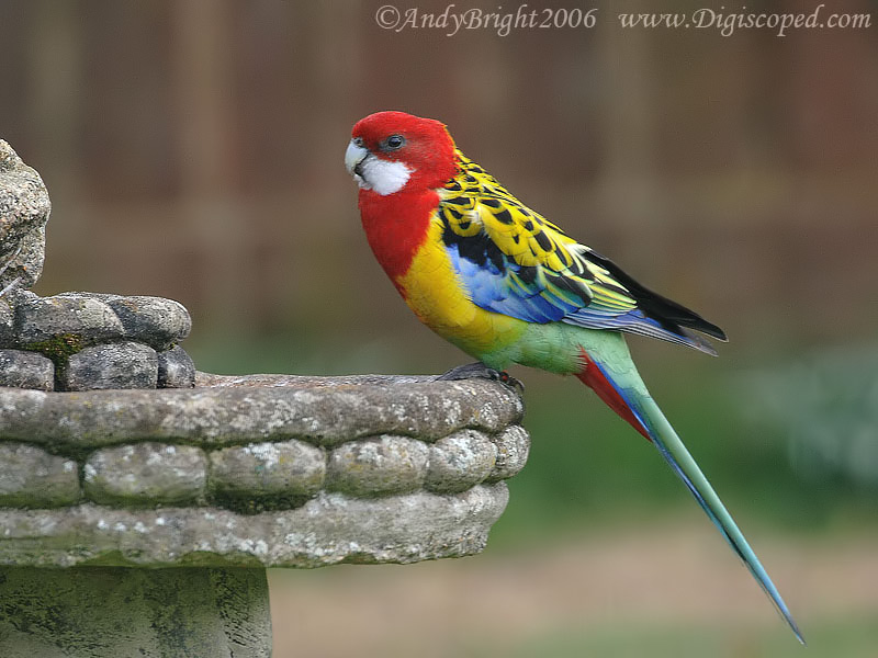 rosella.jpg