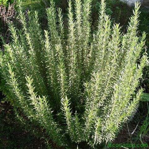 Rosemary.jpg