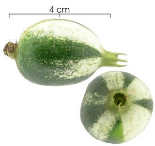 Rosenbergiodendron_formosum_immature-fruit,I_SP3078.jpg