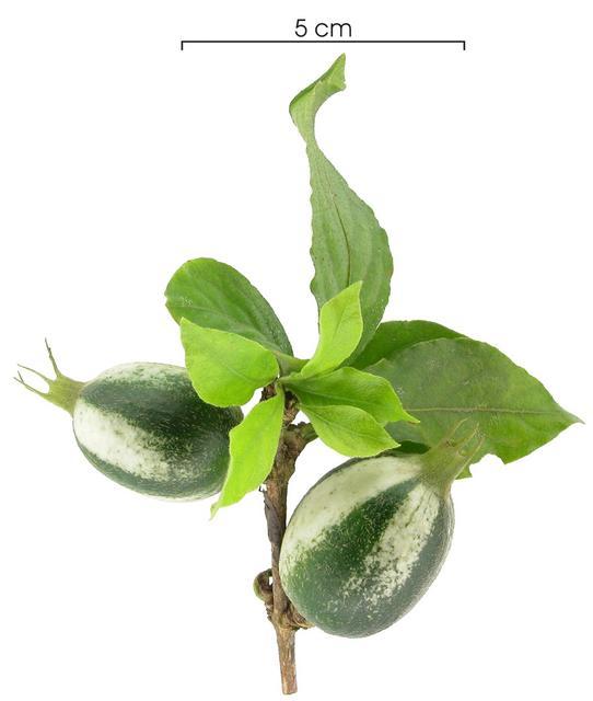 Rosenbergiodendron_formosum_immature-fruit_plant,I_SP3079.jpg