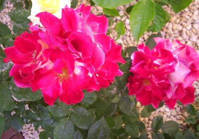 roser%20bicolor.JPG