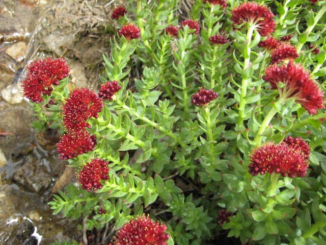 roseroot-flowering.jpg