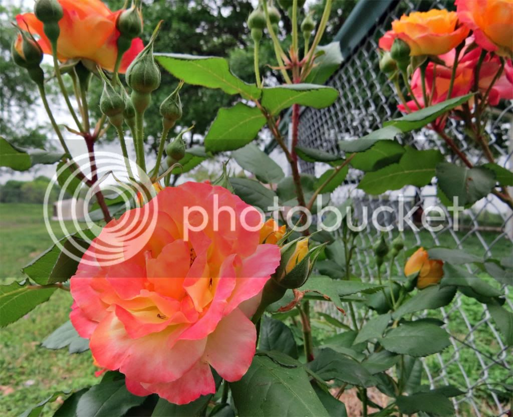 Roses-April-15g_zpsf63e61d7.jpg