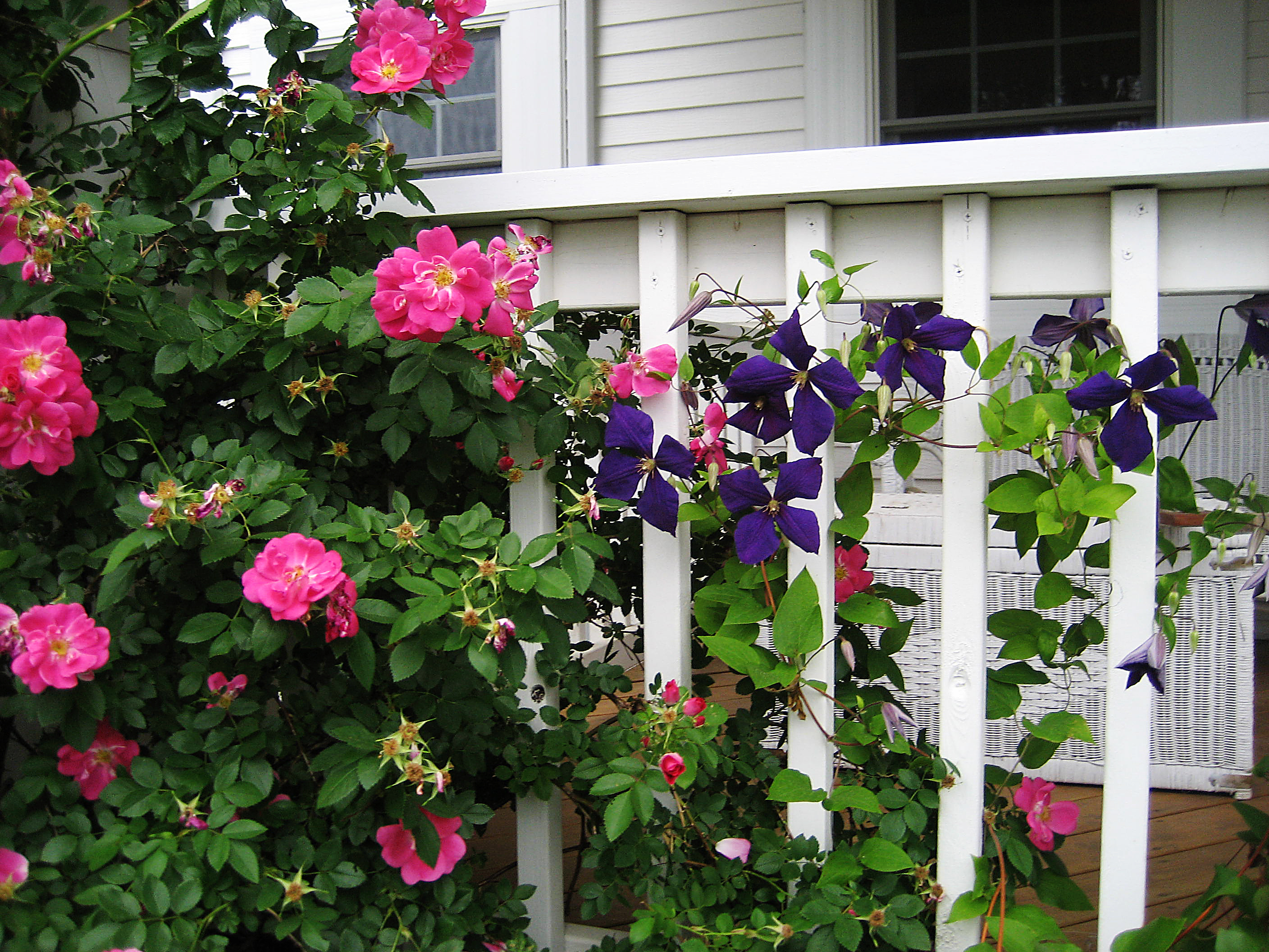 roses.jpg