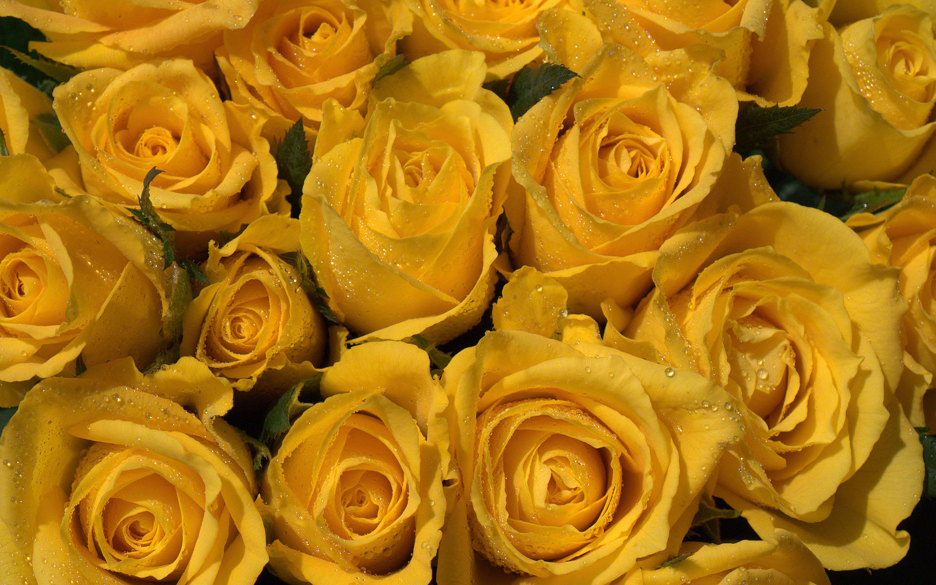 roses-photo-wallpaper-02584.jpg