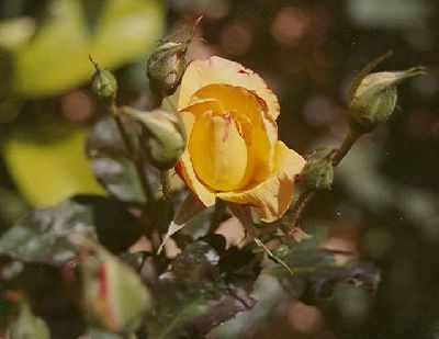 roses1.jpg