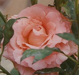 roses2.jpg