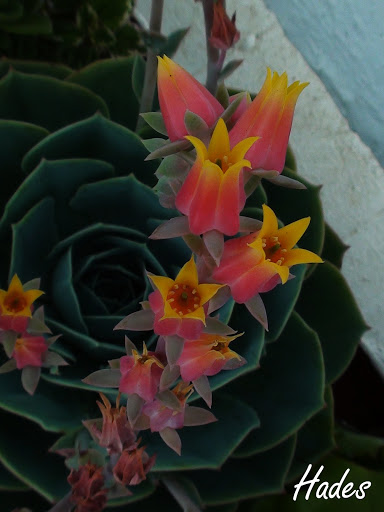 roseta%2520celeste.jpg