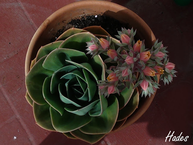 roseta%2520grande.jpg