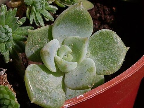 roseta080621.JPG