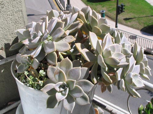 rosetonpruinoso.jpg