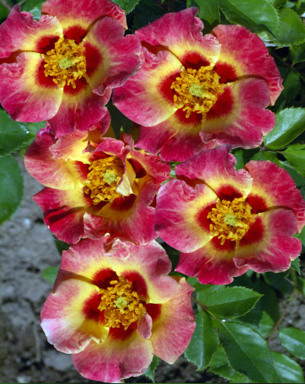 rosiers-de-babylone-hybride-de-persicac4619a7797c449eb832cdb726fefeaafSUNSHINE_A.jpg