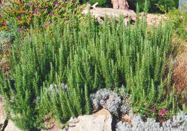 rosmarinus-officinalis.jpg