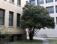 rosphosera.gif