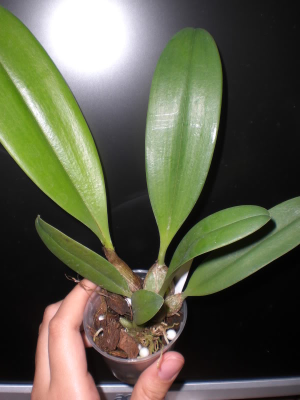 RotacindeCIMG0997.jpg