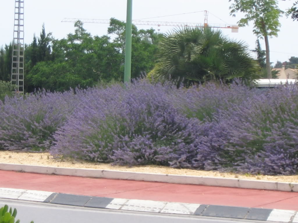 rotondas005.jpg