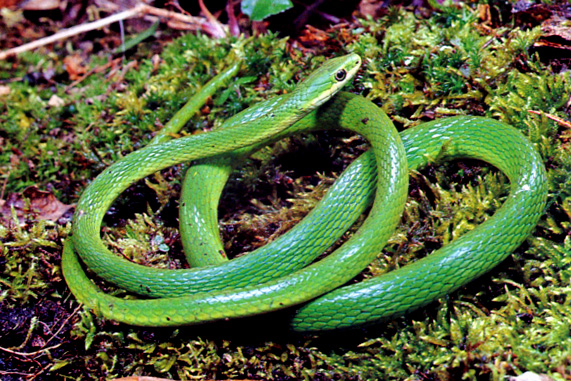 rough-green-snake.jpg