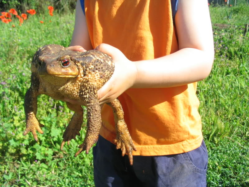 Rowanwithtrikeandtoad022.jpg