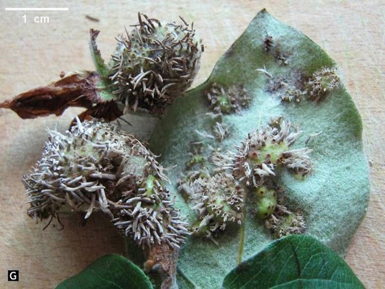 royagymnosporangium.jpg
